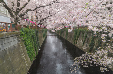 Cherry blossom or Sakura at Meguro canel in Tokyo, Japan.