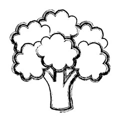 broccoli vegetable icon over white background. vector illustration