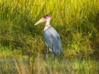 Marabou stork in swamp grass.