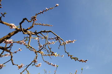 Beautiful peach blossom