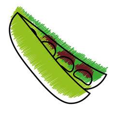 peas vegetable icon over white background. colorful design. vector illustration