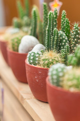 Mini cactus in plastic pot on selective focus