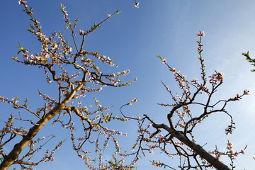 Beautiful peach blossom