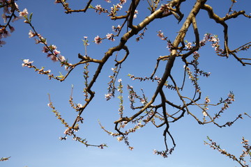 Beautiful peach blossom