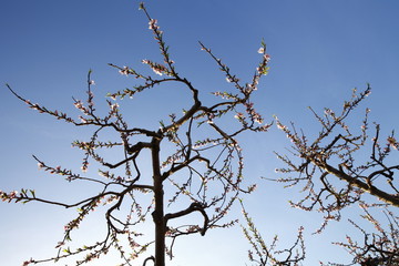 Beautiful peach blossom