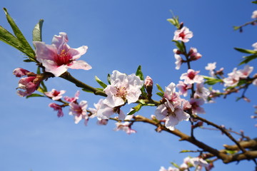 Beautiful peach blossom