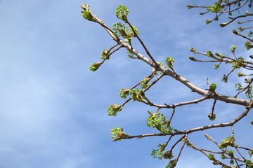 tree branch sprout in spring