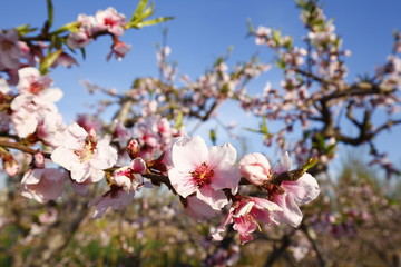 Beautiful peach blossom