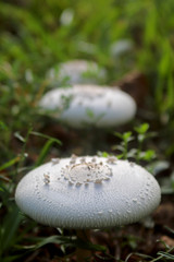 mushroom10