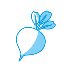 beetroot vegetable icon over white background. vector illustration