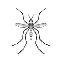 Hand drawn sketch of mosquito. Top view. Vector illustration.