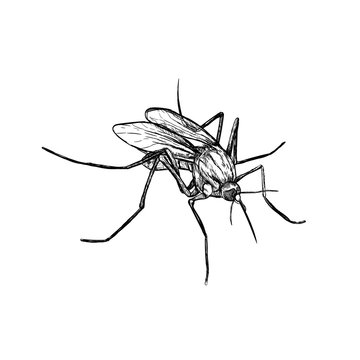 Hand drawn sketch of mosquito. Vector illustration.