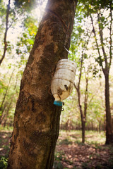 Milky latex extracted from rubber tree 