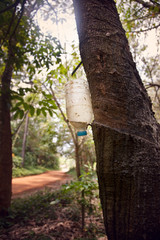 Milky latex extracted from rubber tree 