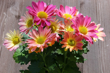 Pink Chrysanthemums