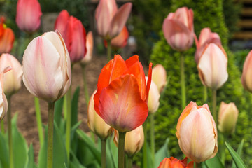 Colored tulips in the garden at sunshine