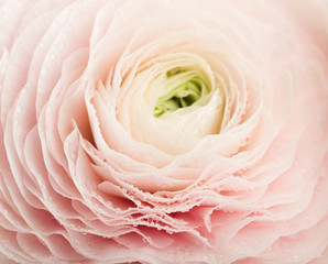 Pink Ranunculus Flower with Water Drops on Petals