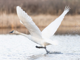Flying Trumpter Swans