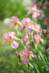 Obraz na płótnie Canvas flowers of lilac iris