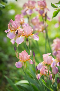  flowers of lilac iris © Evgenia Tiplyashina