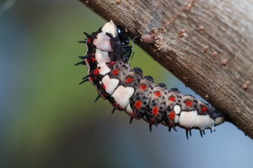 Fototapeta na wymiar The worm,caterpillar, a worm on a tree.