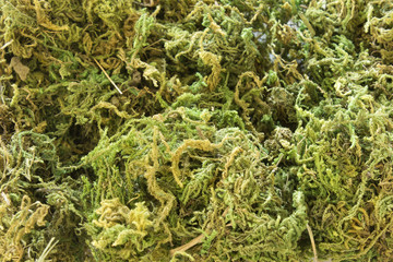 This is a photograph of Green Moss used for decoration