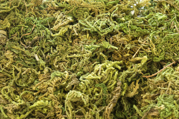 This is a photograph of Green Moss used for decoration