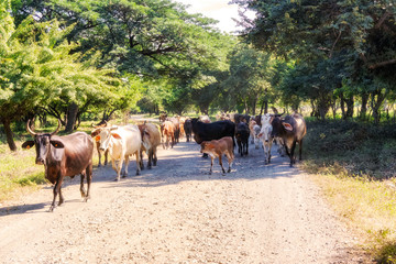 Obraz premium Cows on the road 39 in Nicaragua