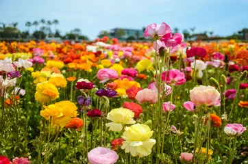 Ranunculus field © ellensmile