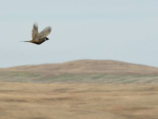 Fototapeta premium Flying Rooster Pheasant