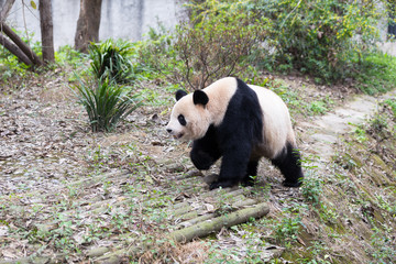 lovely giant panda in zoo