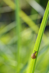 カタツムリと緑の草
