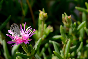 マツバギク　蝶
