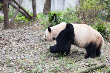 lovely giant panda