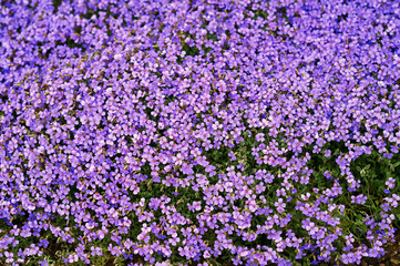Obraz premium beautiful little purple flowers