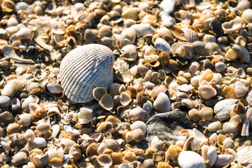 Closeup of a scallop shell on top of a bed of assorted smaller shells from a Florida beach 