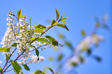 spring time.  flower blossom. blossom branch