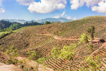 Coffee plantation in the highlands of Honduras