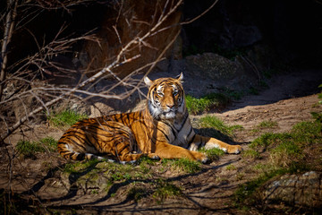 Fototapeta na wymiar Cute tiger. Tiger in beautiful evening sun