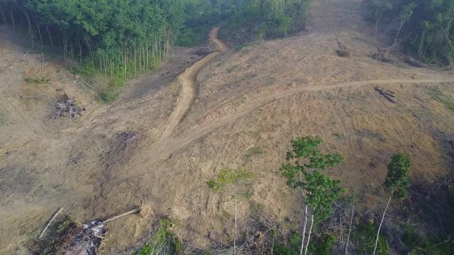Deforestation. Logging. Environmental problem - rainforest destroyed for oil palm industry
