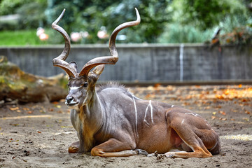 Greater kudu