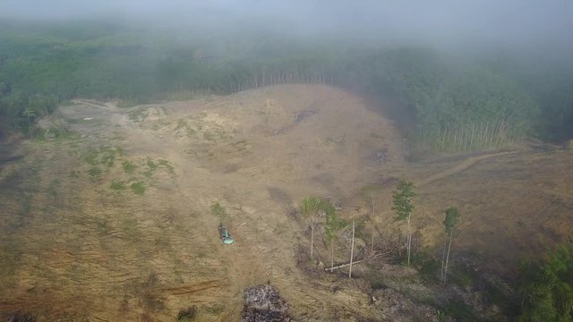 Deforestation. Logging. Environmental problem - rainforest destroyed for oil palm industry