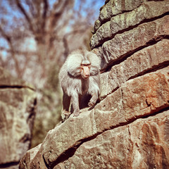 Hamadryas  sitting on a stone. Hamadryas baboon. Papio hamadryas. Monkey