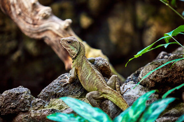 Portrait of a green iguana. Lizard