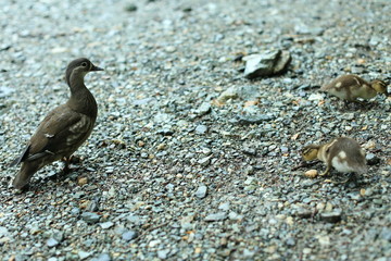 duck