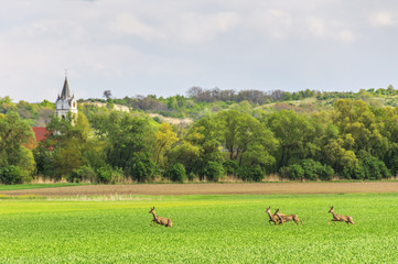 Rehe auf der Flucht durch die Felder