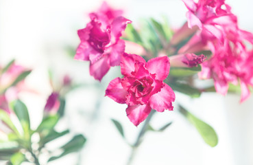 Impala Lily or Mock Azalea flower,pastel filter color