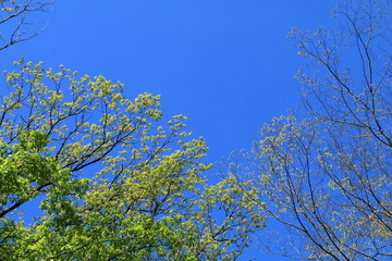 Obraz premium 新緑