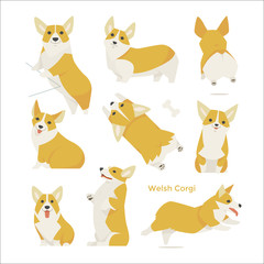 welsh corgi animal vector illustration flat design