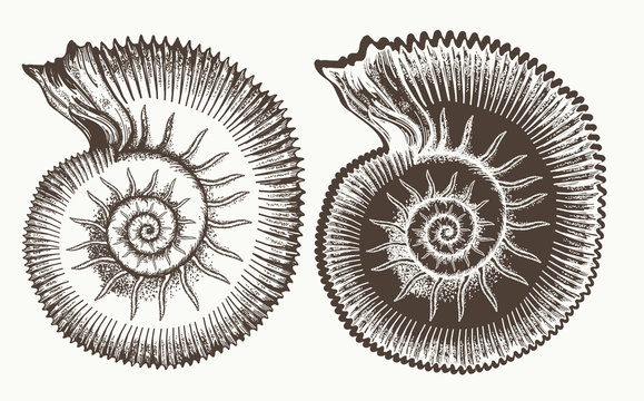 Ancient ammonites hand drawn vector. Great ammonite shell archeology and paleontology concept